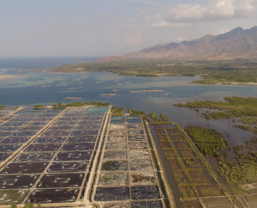 Los peligros de la sobreintensificación del cultivo de camarón